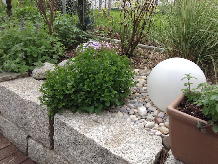 Die Polsterglockenblume w&auml;chst &uuml;ber die Granitmauer und weicht die harten Kanten optisch auf. (Poing bei M&uuml;nchen)