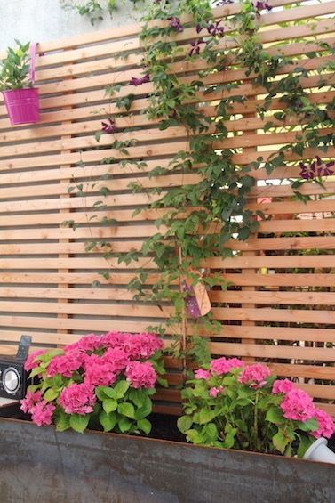 Mit Clematis berankter Sichtschutz und pinken Hortensien. (Freising)